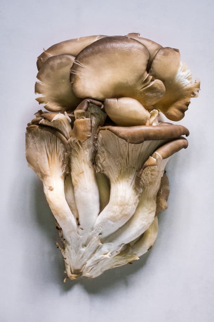 Oyster mushroom