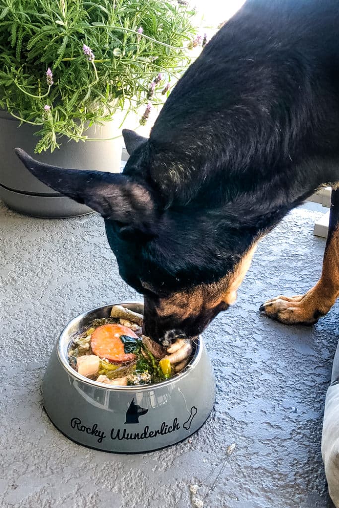 Lectin-free homemade dog food being served for Rocky