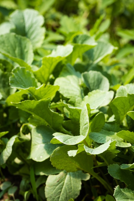 Radish greens in the garden