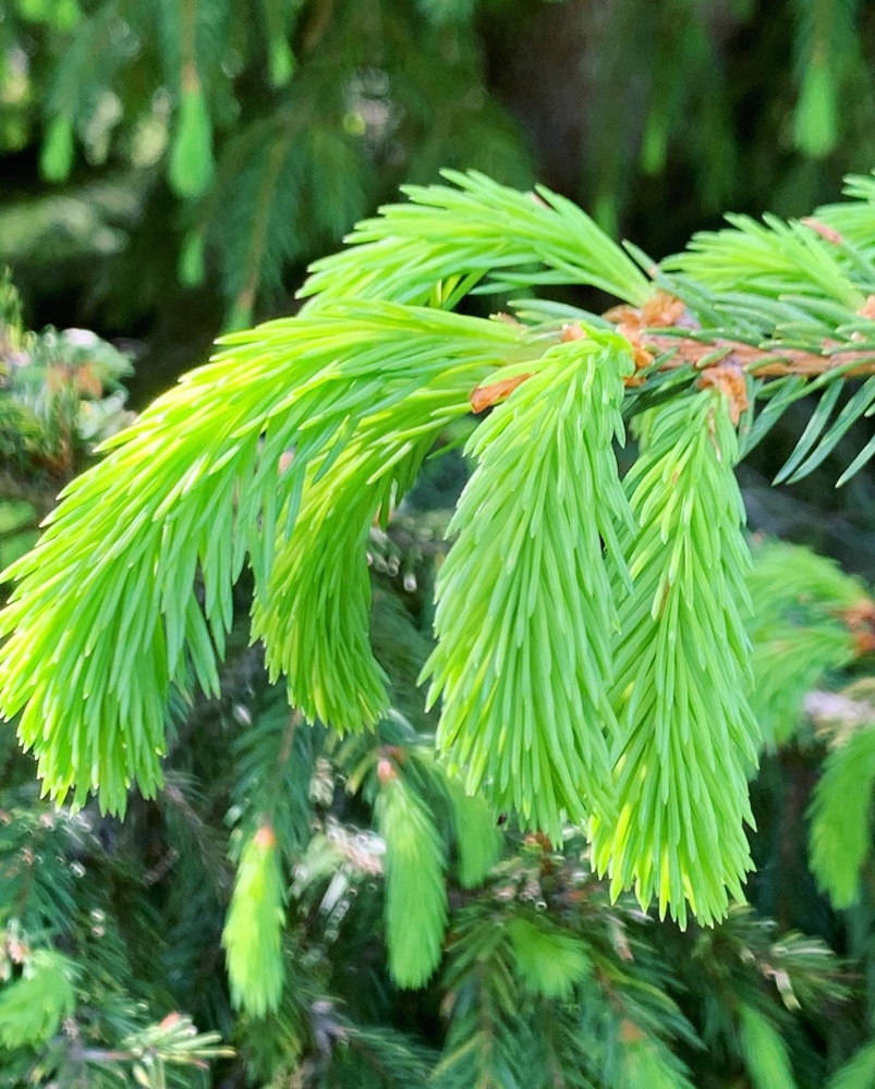spruce tips