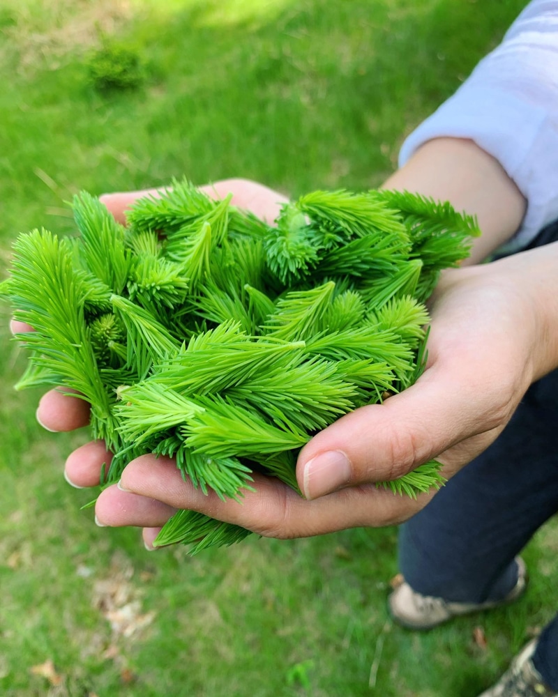 The spruce tips have been picked