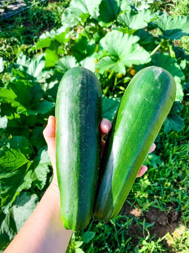 Two fresh zucchini