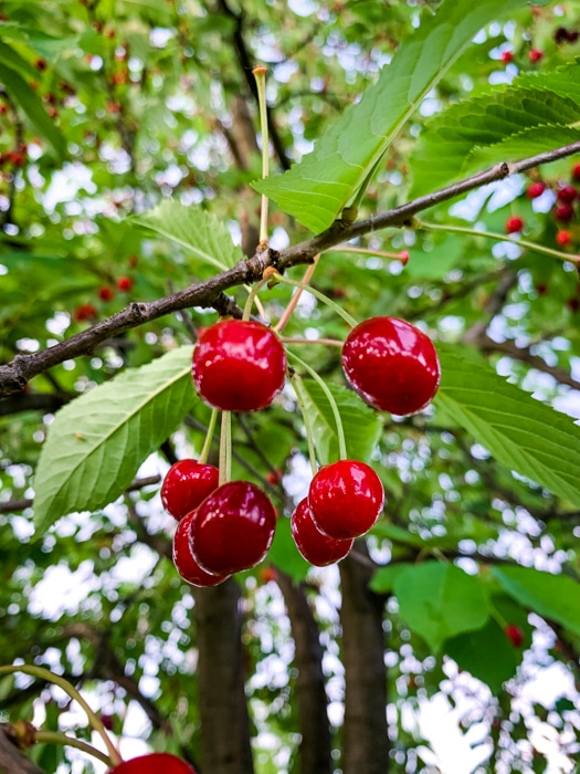 Tart cherries looks beautiful