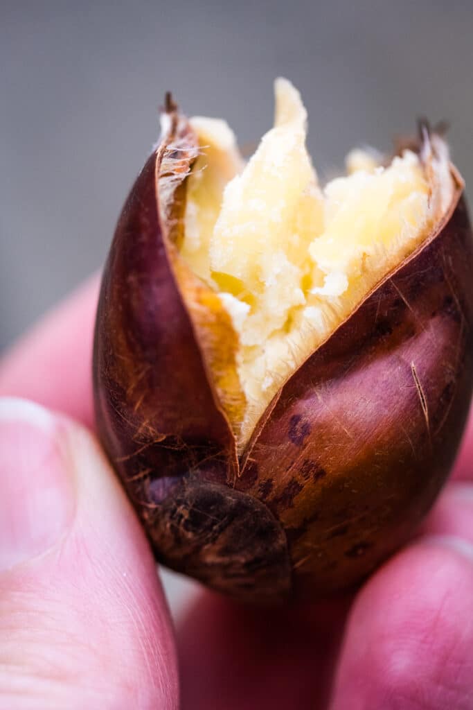 A cooked chestnut. The skin has been sliced and the meat is ready to be eaten.