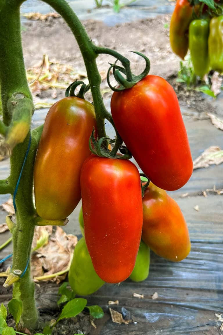 Lectins in Tomatoes How to Enjoy Tomatoes on a LectinFree Diet