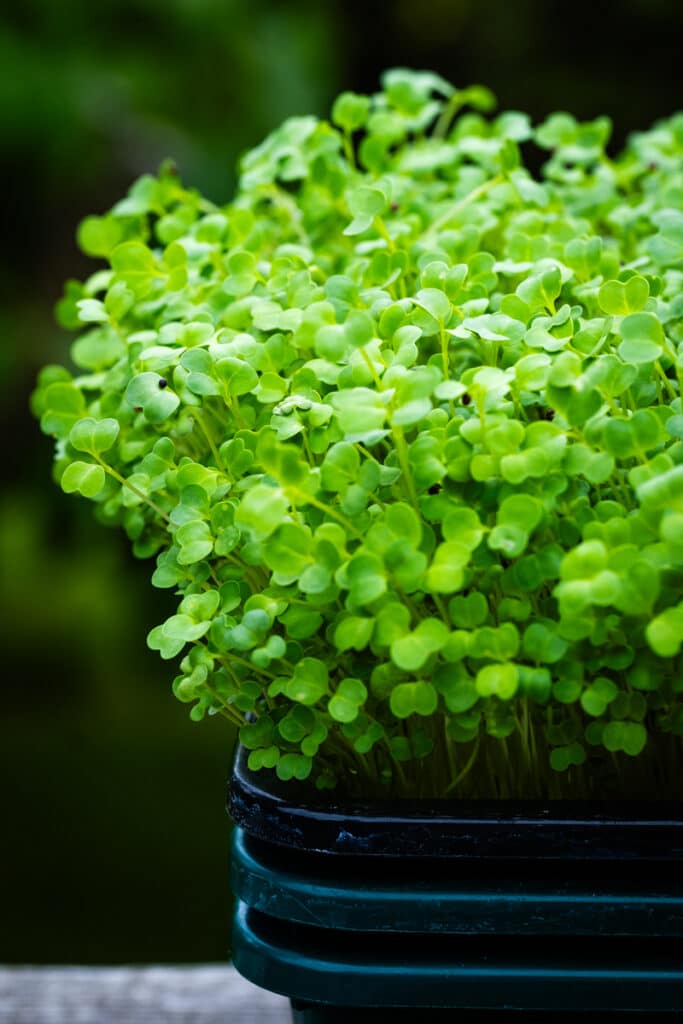 Microgreens in a Growing Tray