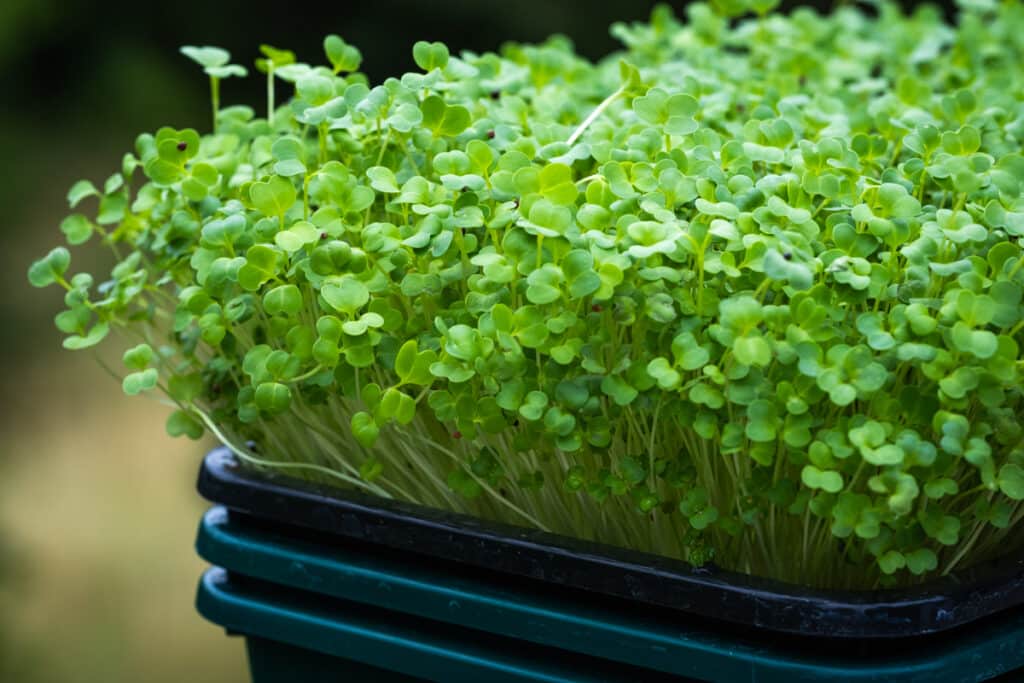 Broccoli Microgreens in a Growing Tray