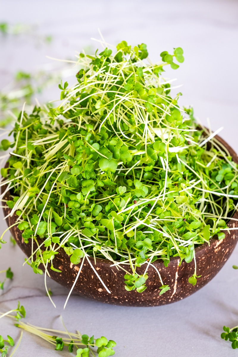 Small black scissor for cutting and harvesting sprouts and microgreens