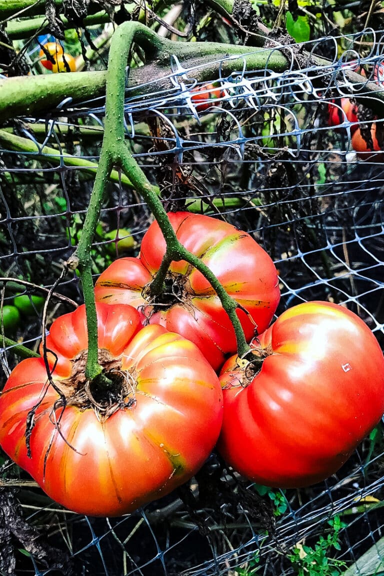 Lectins in Tomatoes How to Enjoy Tomatoes on a LectinFree Diet