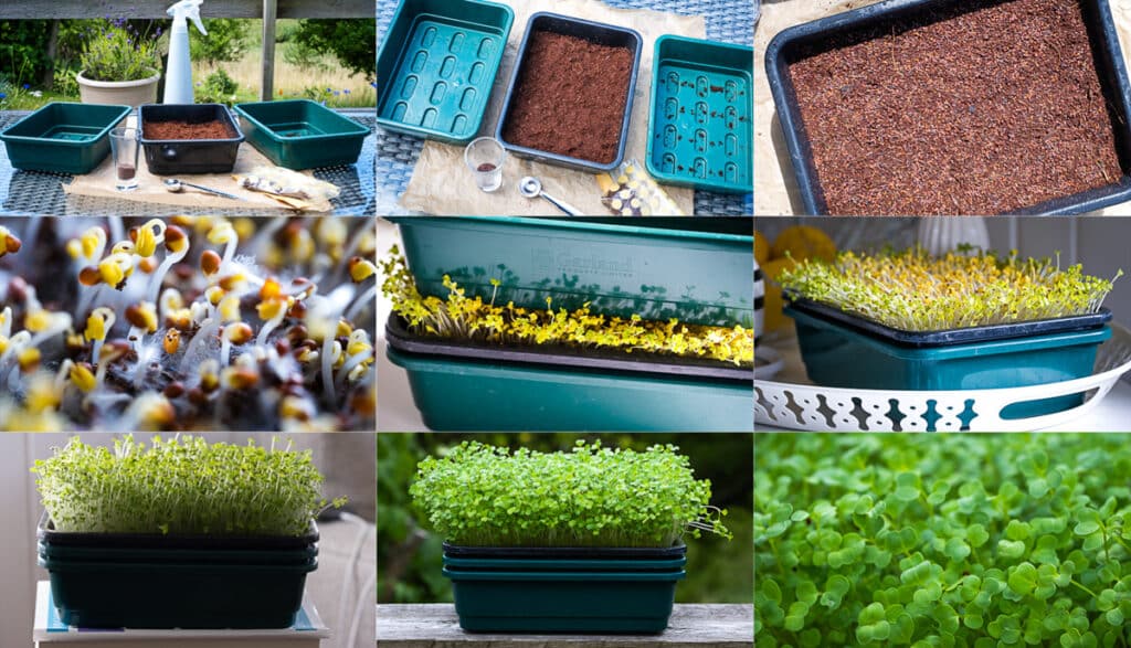 Growing Microgreens: Step-by-Step 