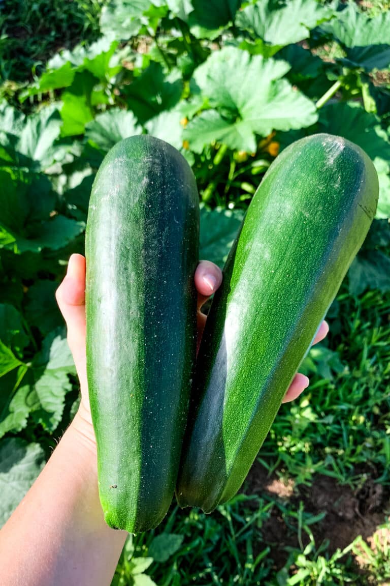 GlutenFree, SugarFree Zucchini Bread (LowLectin) Creative in My