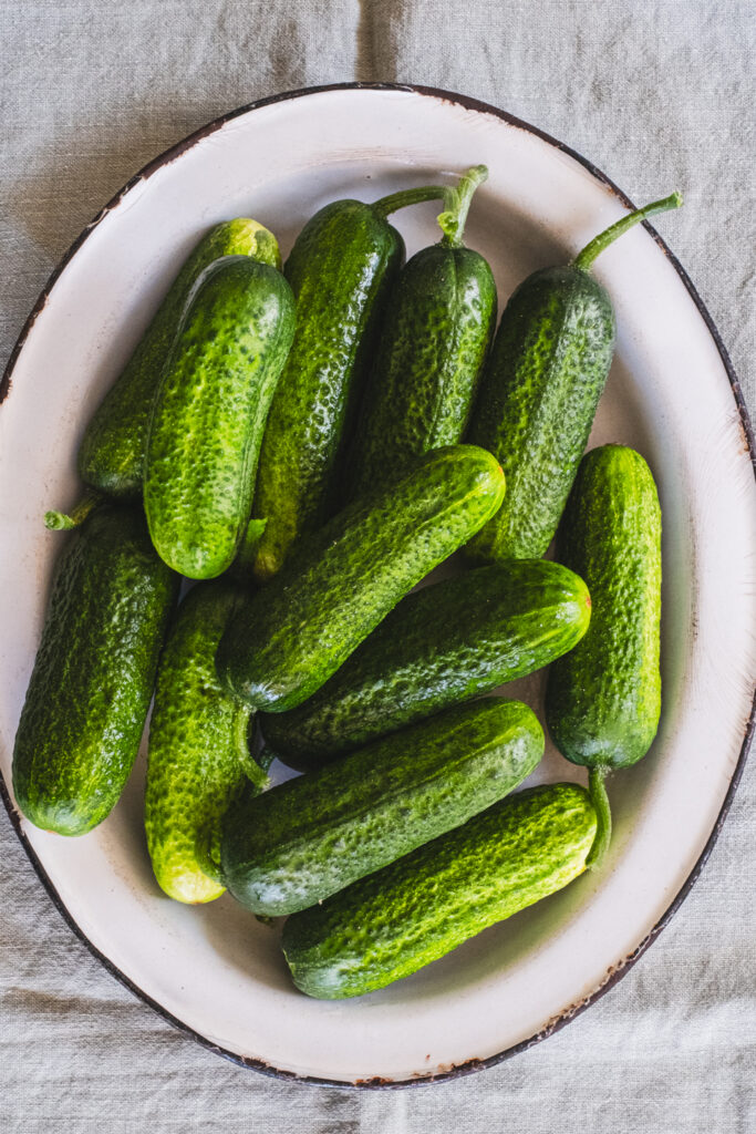 A plate of freshly picked organic pickling cucumbers.